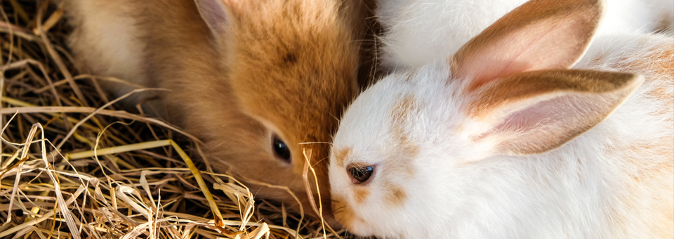 Companionship is Key to the Welfare of Rabbits | Veterinary Client ...