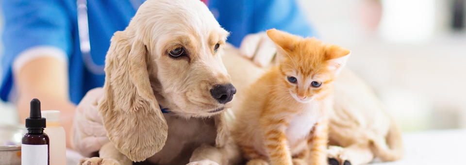 Vetco pet hot sale insurance