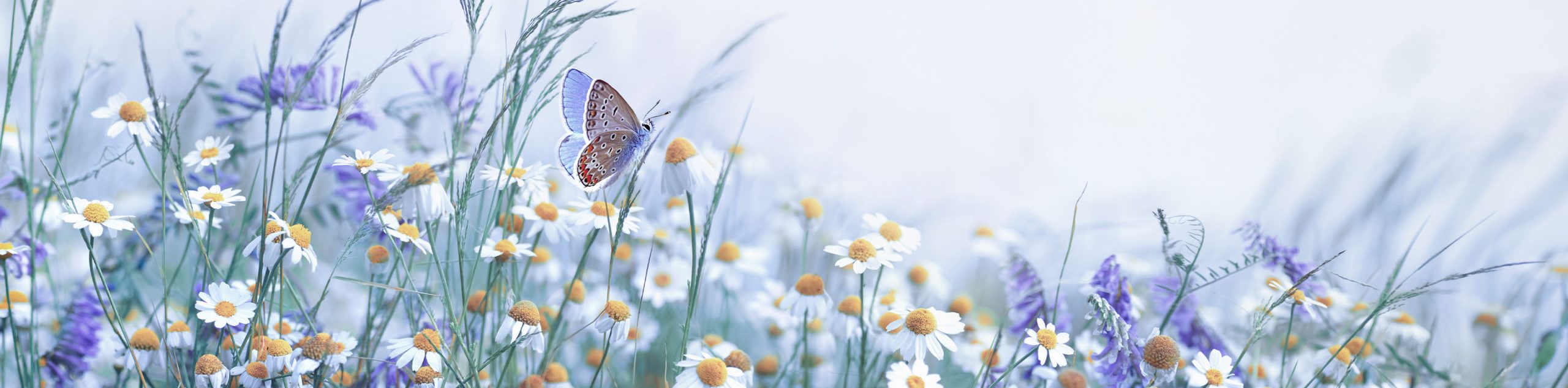 Springing In A Spring in the Step | Veterinary Client Mediation Service - Optical ...