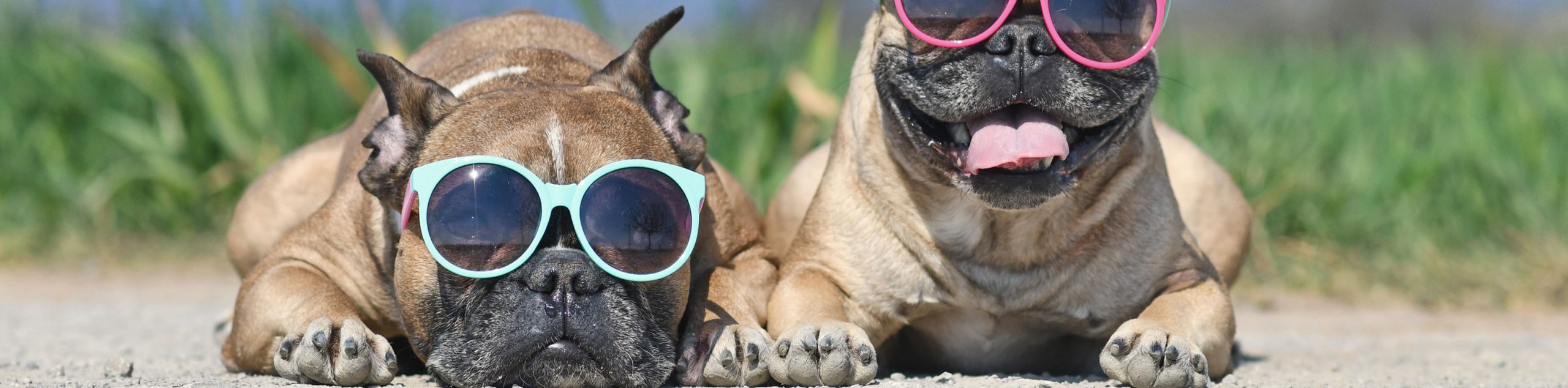 Keeping Your Dog Cool Veterinary Client Mediation Service Optical keeping-your-dog-cool-veterinary-client-mediation-service-optical